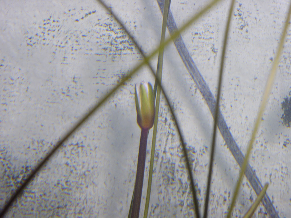 Nymphaea minuta Dec 31 05 submerged buds Image006